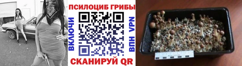 Псилоцибиновые грибы Psilocybine cubensis  купить   Оренбург 